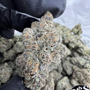 BUY CANDY RUNTZ STRAIN 1LB - Premium Exotic Flower