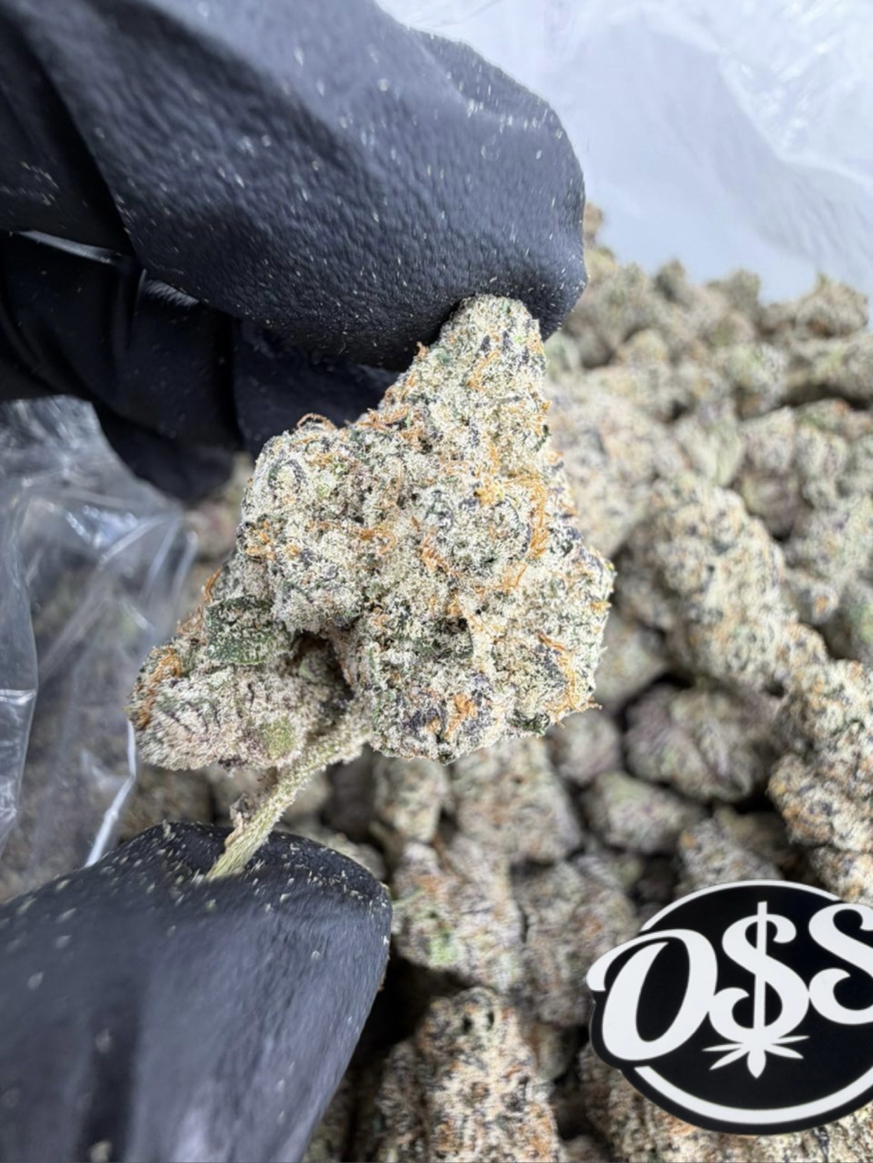 BUY SUGARLAND STRAIN 1LB - Premium Exotic Flower BUY SUGARLAND STRAIN 1LB - Premium Exotic Flower